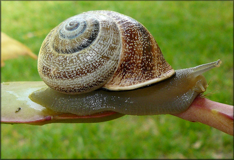 Otala punctata (Müller, 1774)